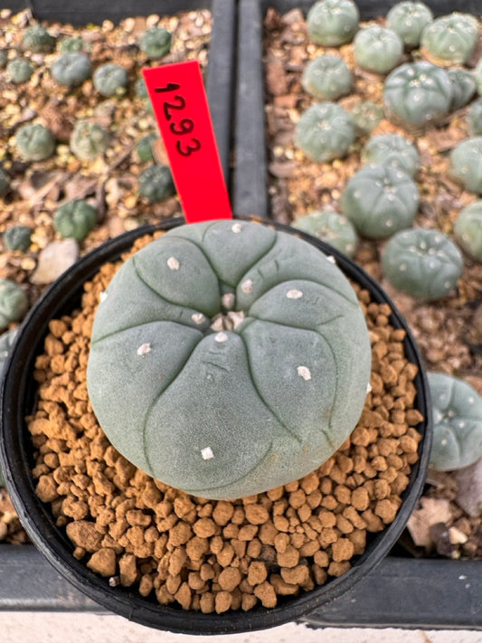 Lophophora Williamsii size 5-6 cm own root