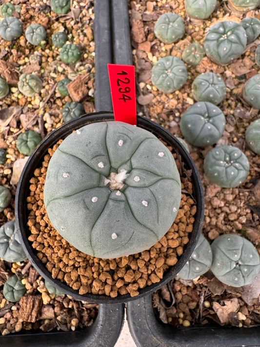 Lophophora Williamsii size 5-6 cm own root