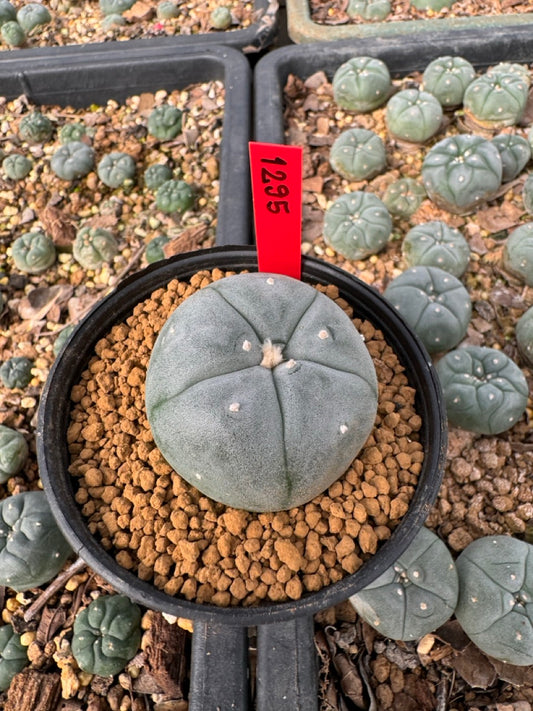 Lophophora Williamsii size 5-6 cm own root