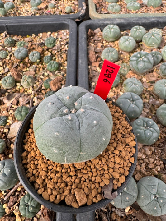 Lophophora Williamsii size 5-6 cm own root