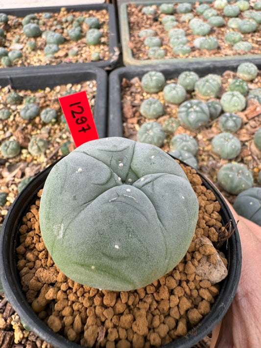 Lophophora Williamsii size 5-6 cm own root