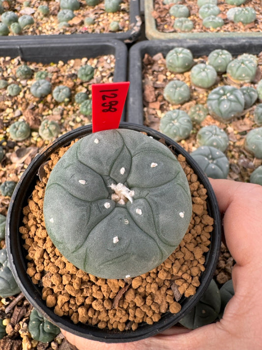 Lophophora Williamsii size 5-6 cm own root