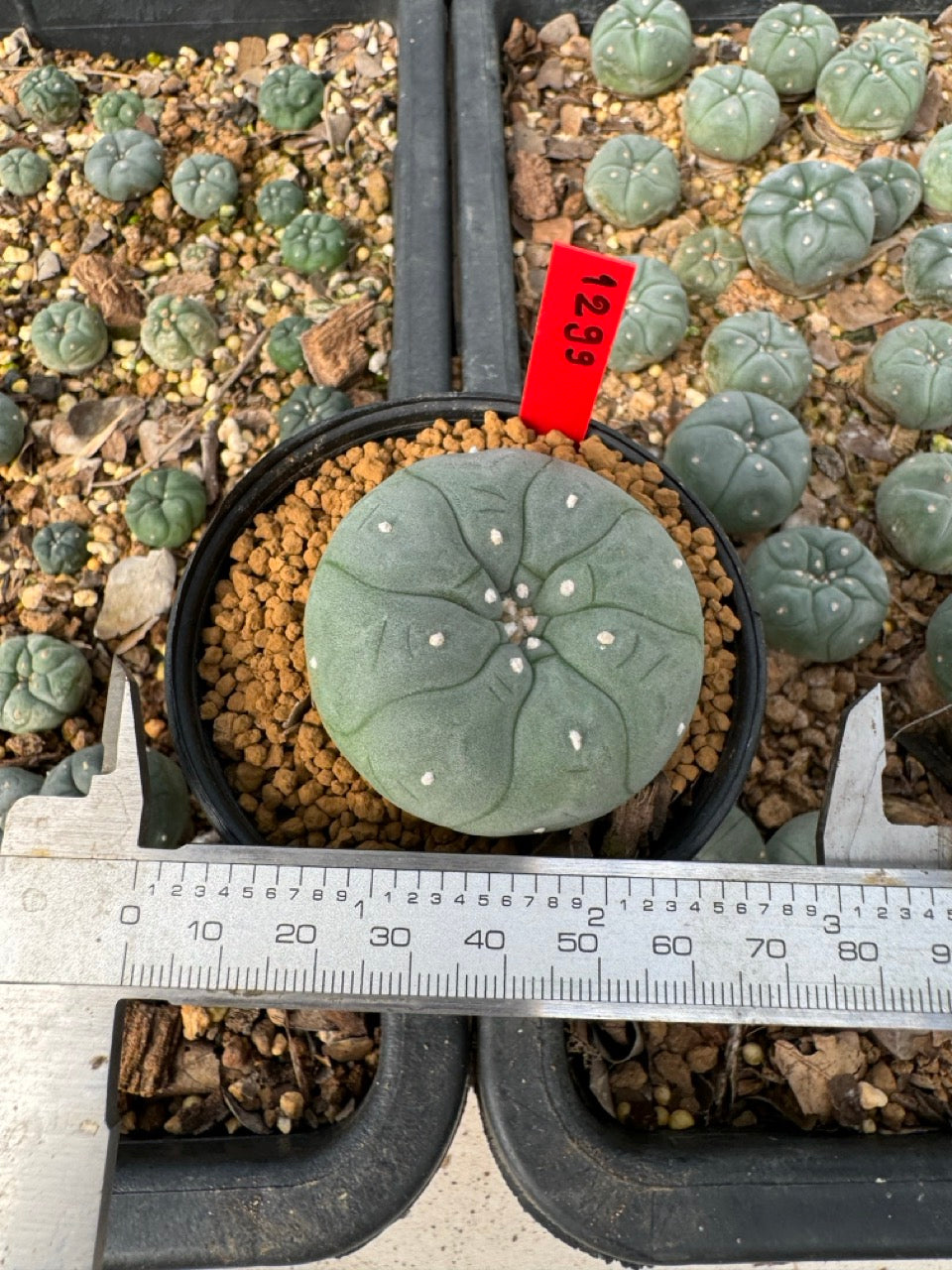 gymnocalycium mihanovichii variegata 3-4 cm ownroot grow from seed