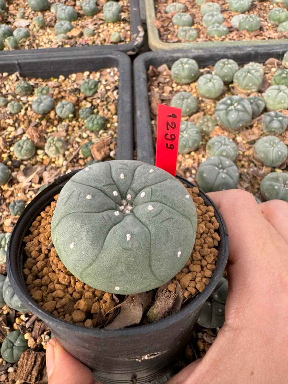 gymnocalycium mihanovichii variegata 3-4 cm ownroot grow from seed