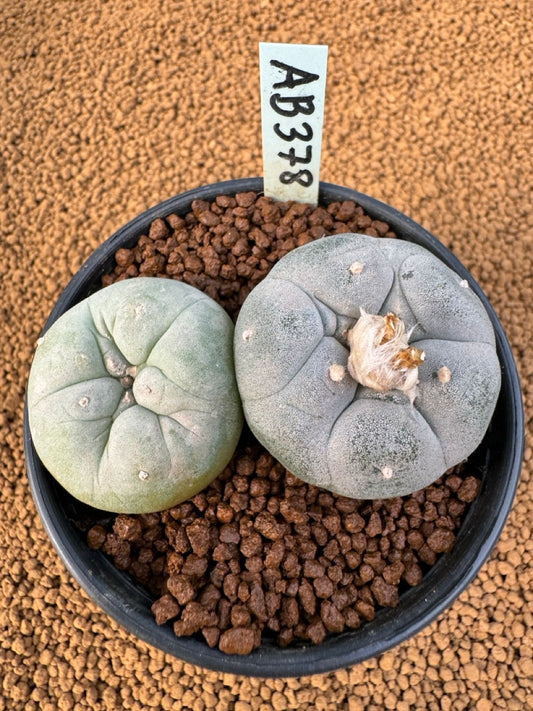 Lophophora Fricii size 5-6 cm own root