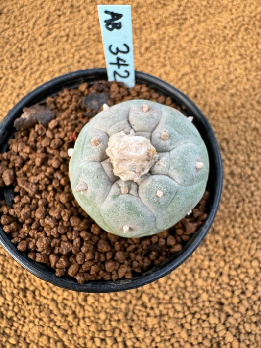 Lophophora Fricii size 5-6 cm own root