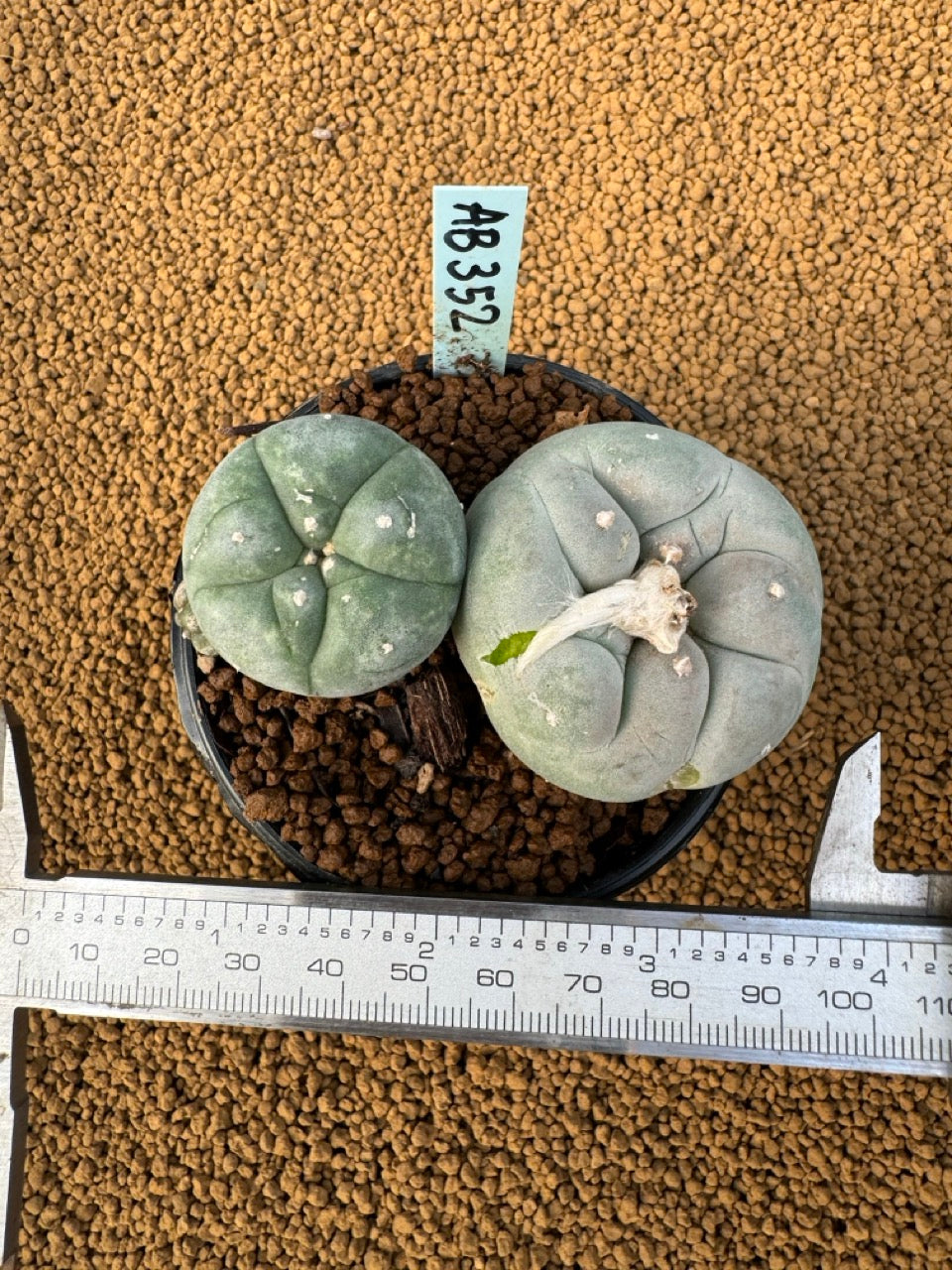 Lophophora Fricii size 5-6 cm own root