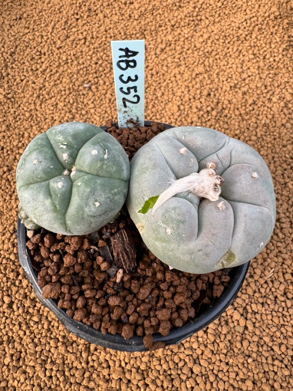 Lophophora Fricii size 5-6 cm own root