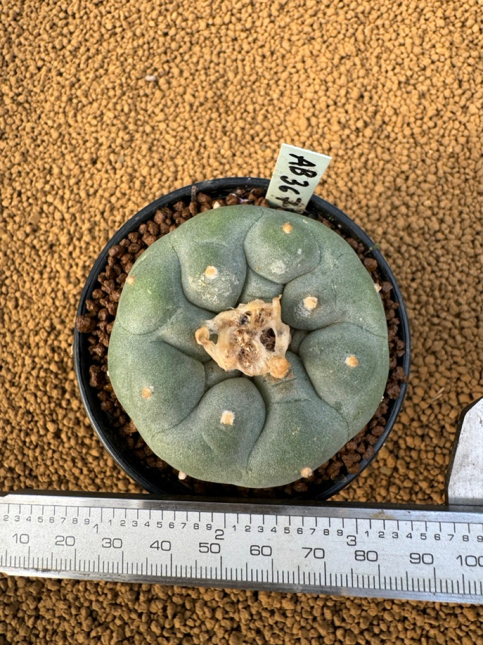 Lophophora Fricii size 5-6 cm own root