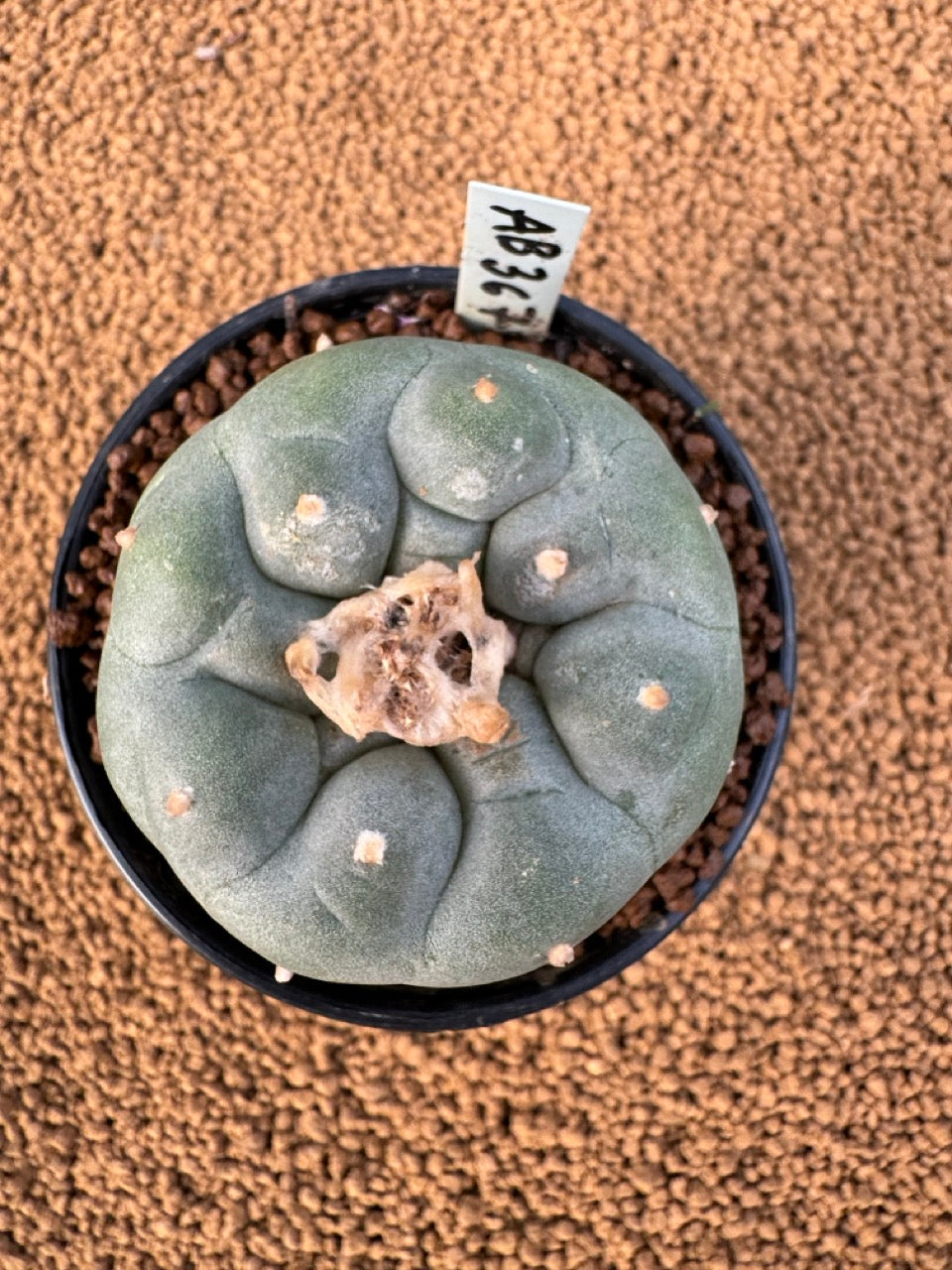 Lophophora Fricii size 5-6 cm own root