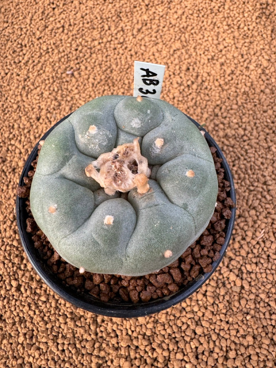 Lophophora Fricii size 5-6 cm own root