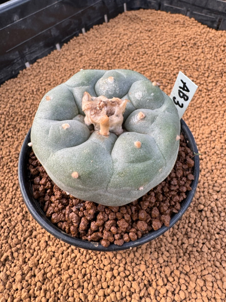 Lophophora Fricii size 5-6 cm own root