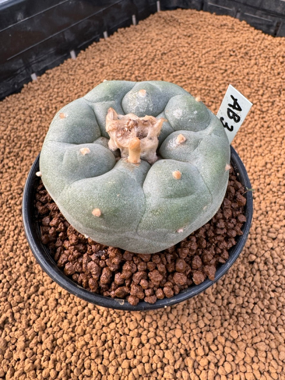 Lophophora Fricii size 5-6 cm own root