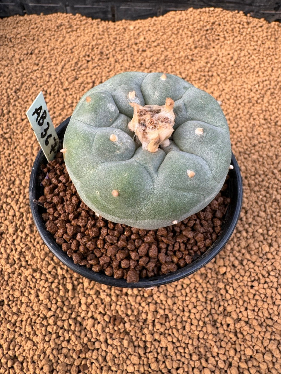 Lophophora Fricii size 5-6 cm own root