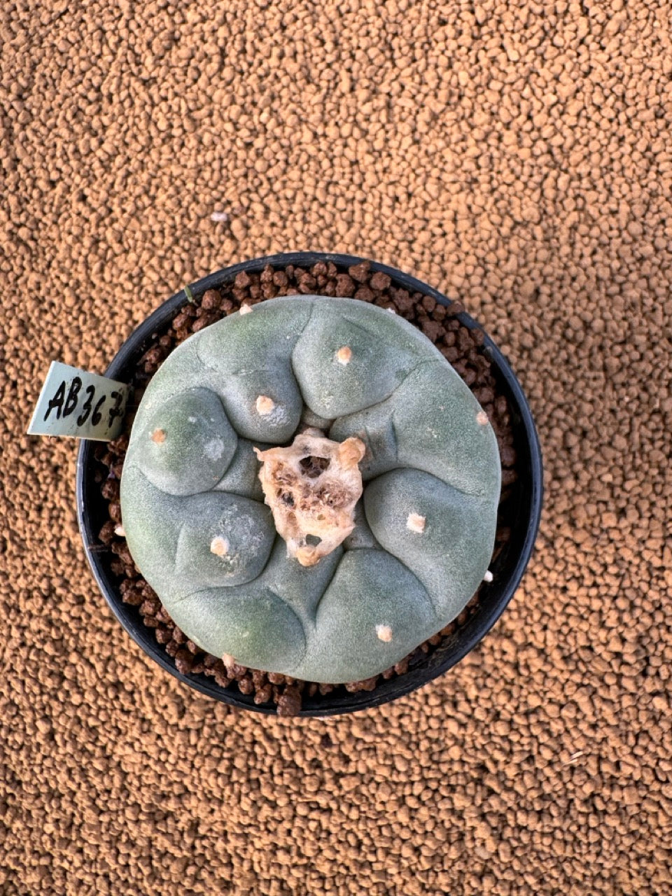 Lophophora Fricii size 5-6 cm own root