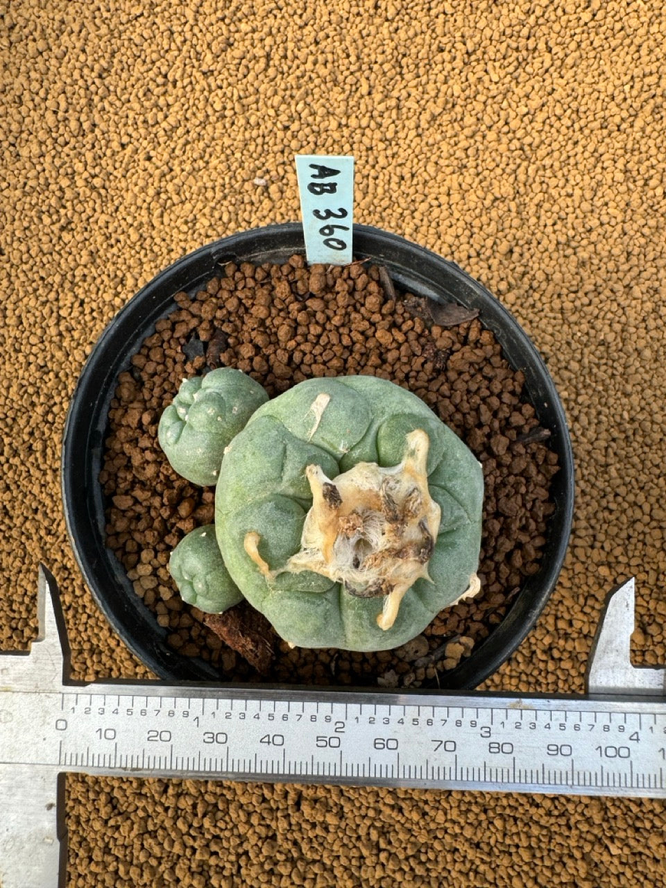 Lophophora Fricii size 5-6 cm own root