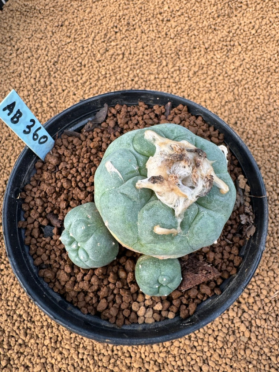 Lophophora Fricii size 5-6 cm own root