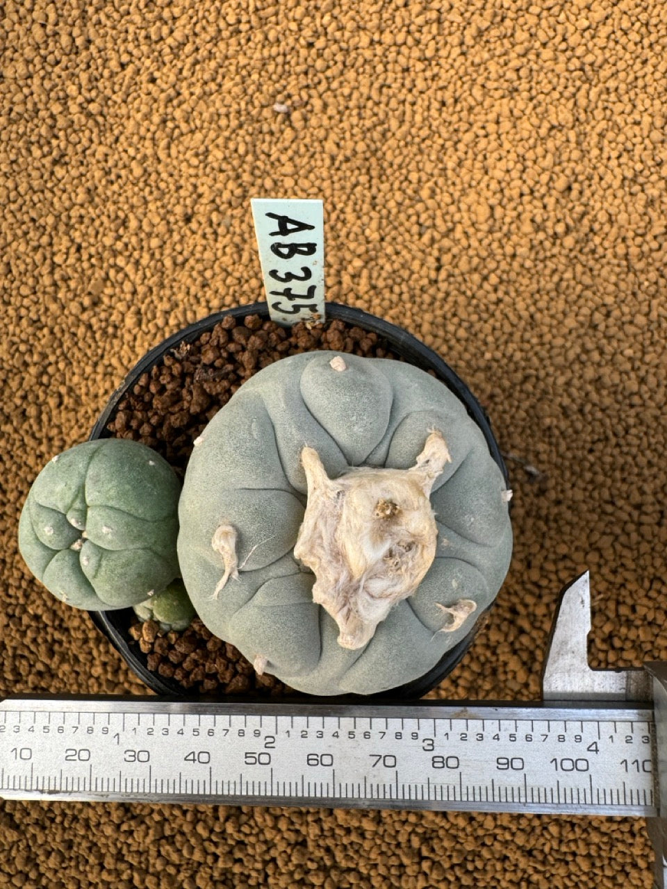 Lophophora Fricii size 5-6 cm own root