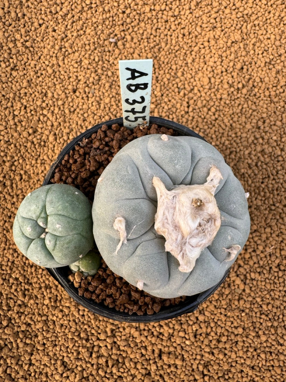 Lophophora Fricii size 5-6 cm own root