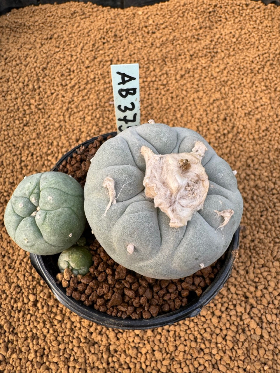 Lophophora Fricii size 5-6 cm own root