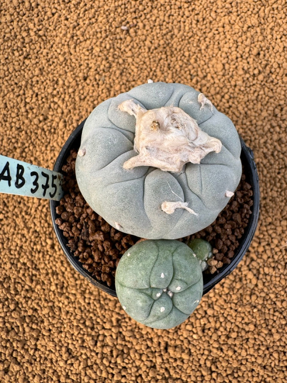 Lophophora Fricii size 5-6 cm own root