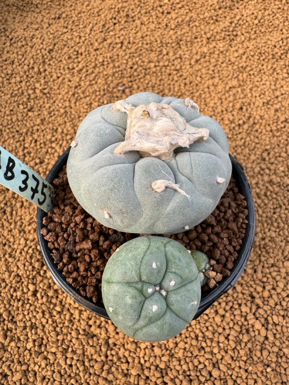 Lophophora Fricii size 5-6 cm own root