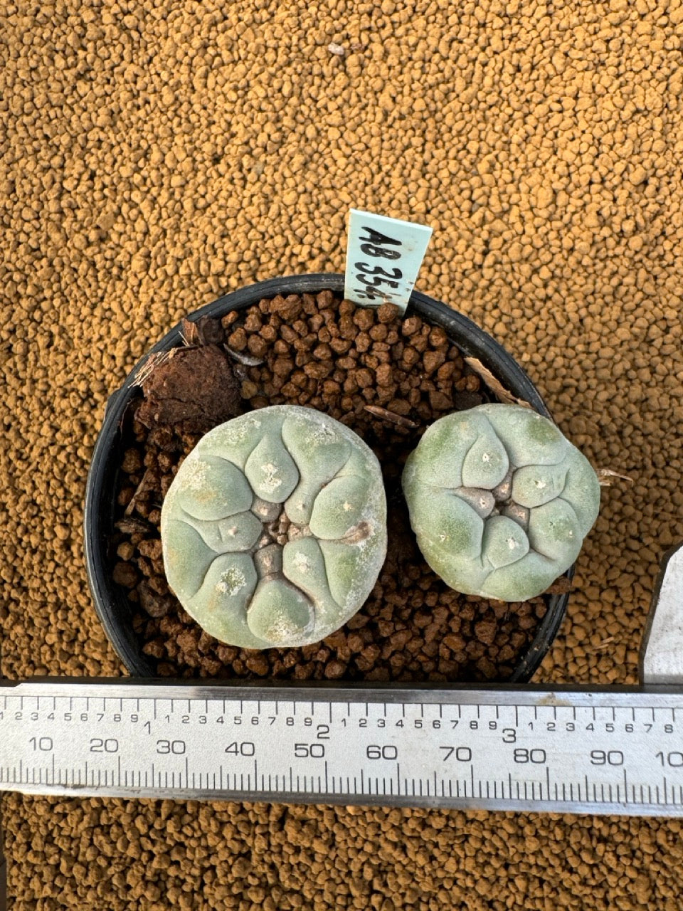 Lophophora Fricii size 5-6 cm own root