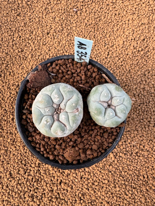 Lophophora Fricii size 5-6 cm own root