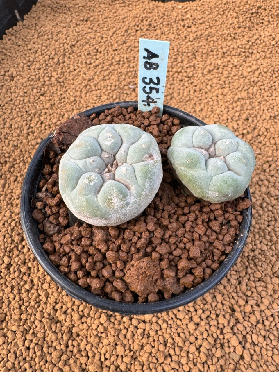 Lophophora Fricii size 5-6 cm own root