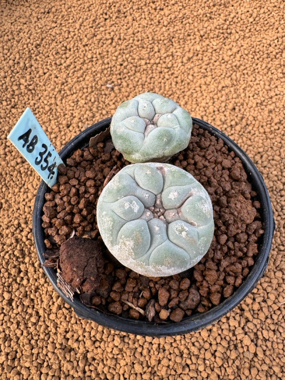 Lophophora Fricii size 5-6 cm own root