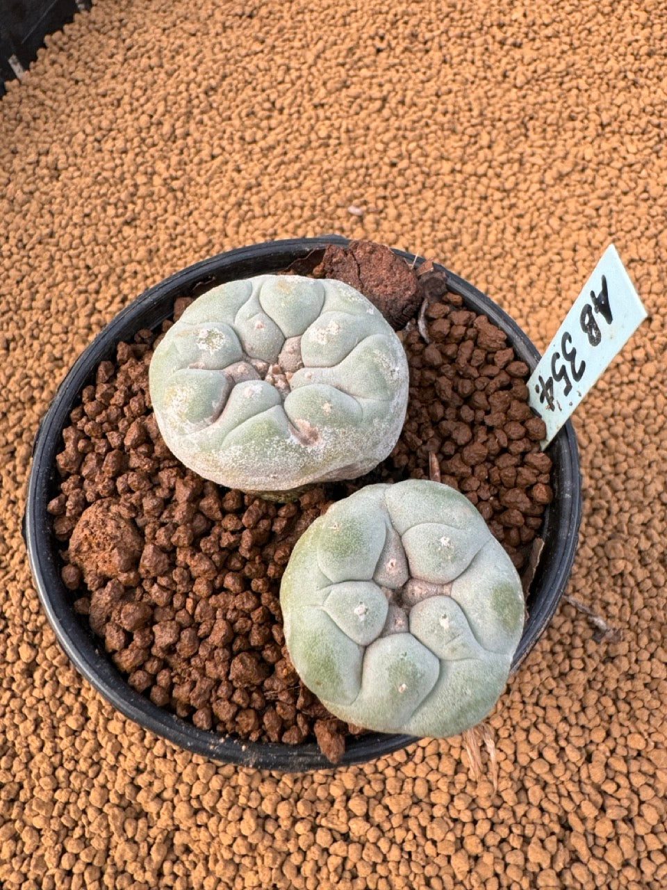 Lophophora Fricii size 5-6 cm own root