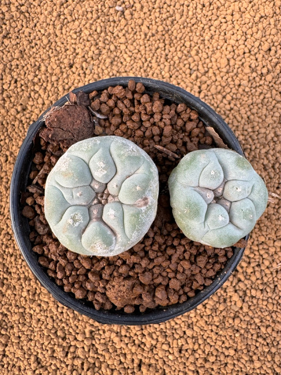 Lophophora Fricii size 5-6 cm own root