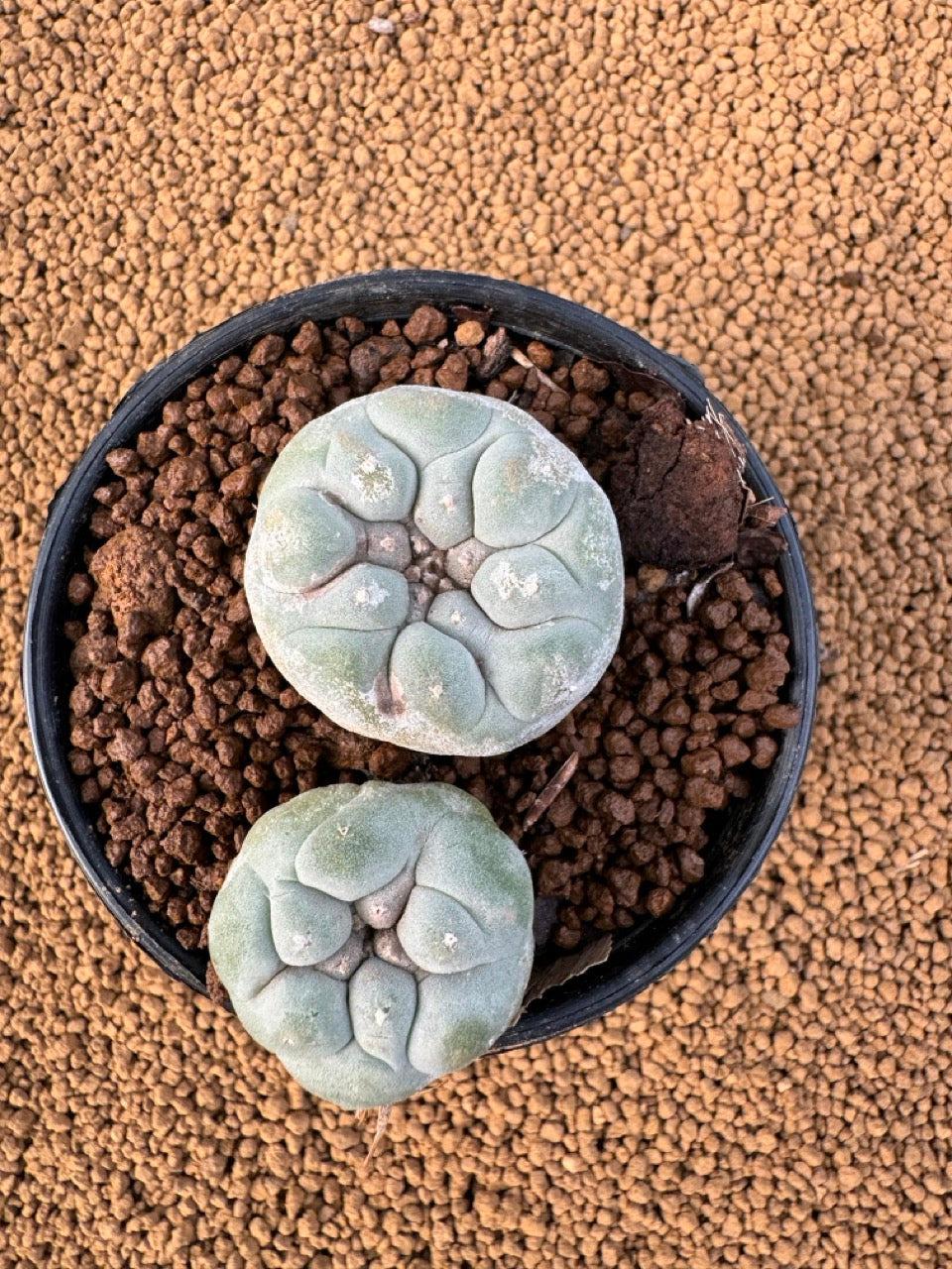 Lophophora Fricii size 5-6 cm own root