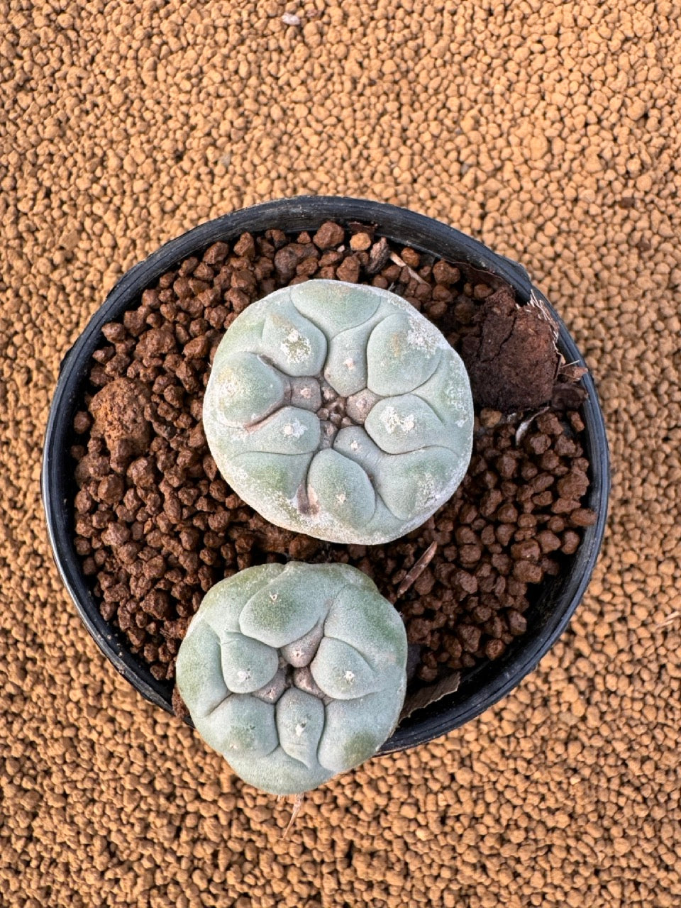 Lophophora Fricii size 5-6 cm own root