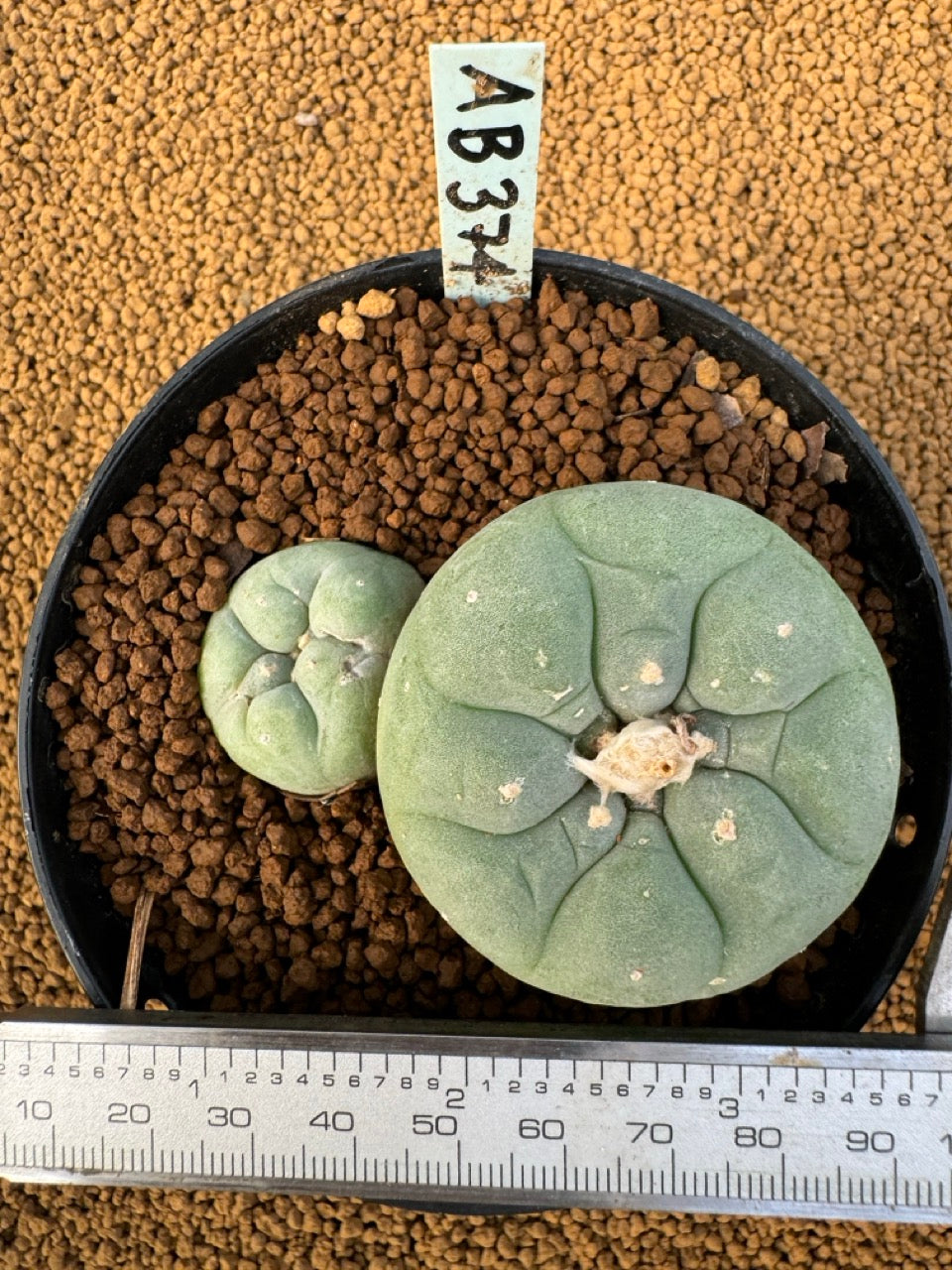 Lophophora Fricii size 5-6 cm own root