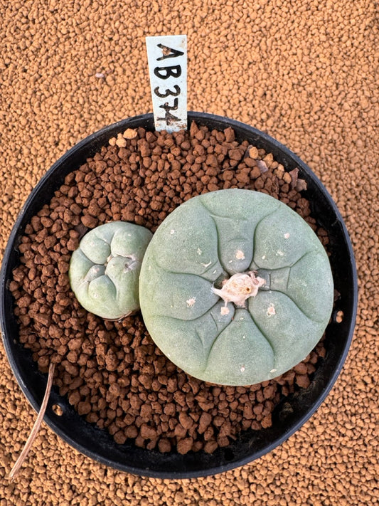 Lophophora Fricii size 5-6 cm own root