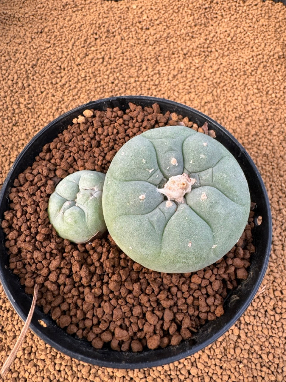 Lophophora Fricii size 5-6 cm own root