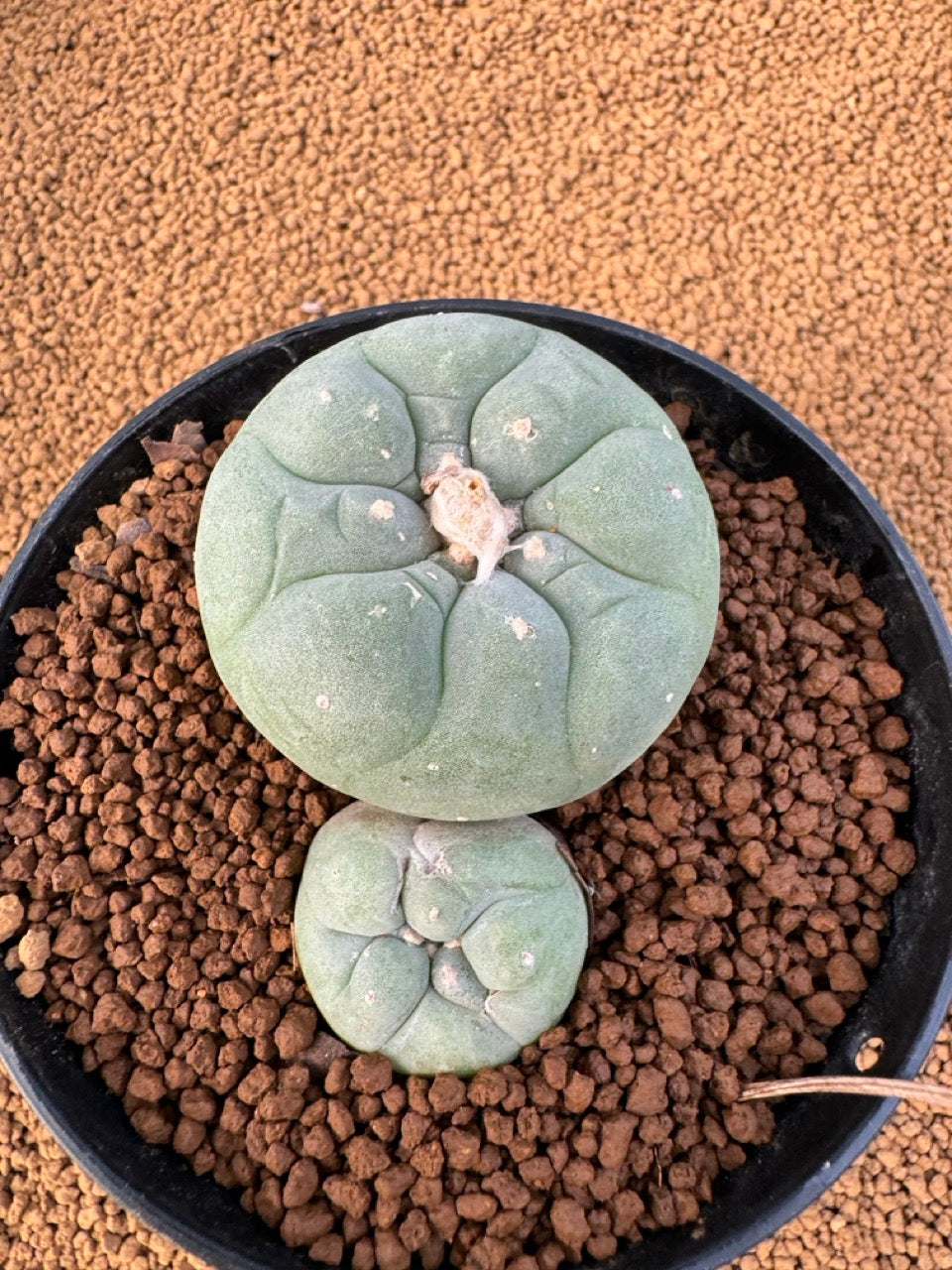 Lophophora Fricii size 5-6 cm own root