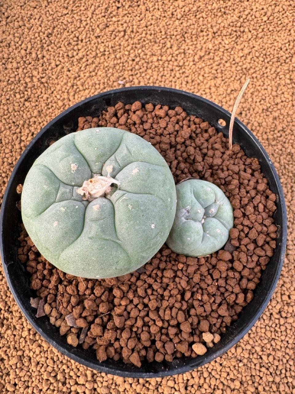 Lophophora Fricii size 5-6 cm own root