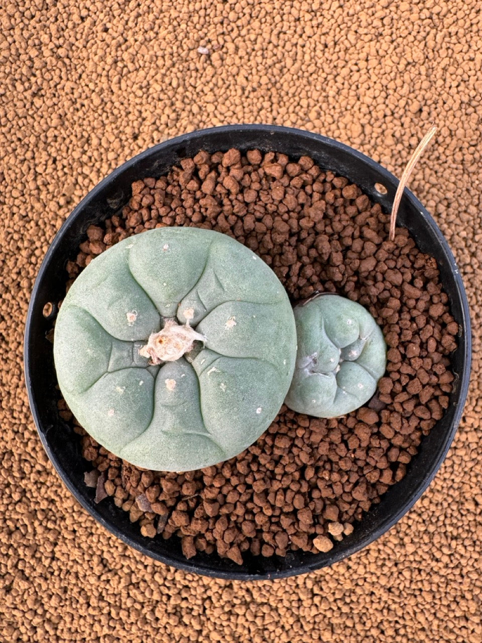 Lophophora Fricii size 5-6 cm own root