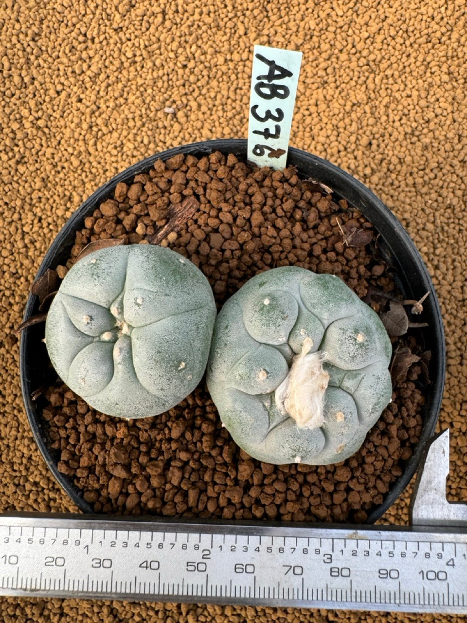 Lophophora Fricii size 5-6 cm own root