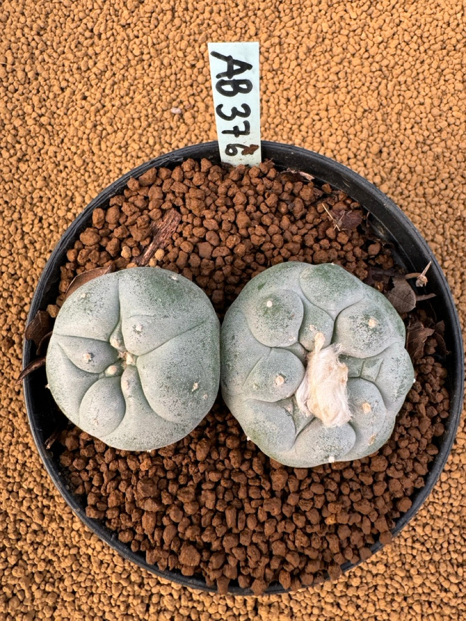 Lophophora Fricii size 5-6 cm own root