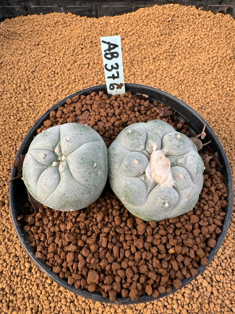 Lophophora Fricii size 5-6 cm own root