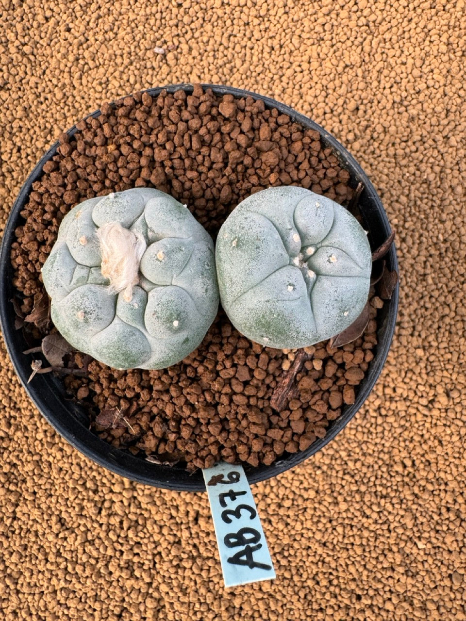 Lophophora Fricii size 5-6 cm own root