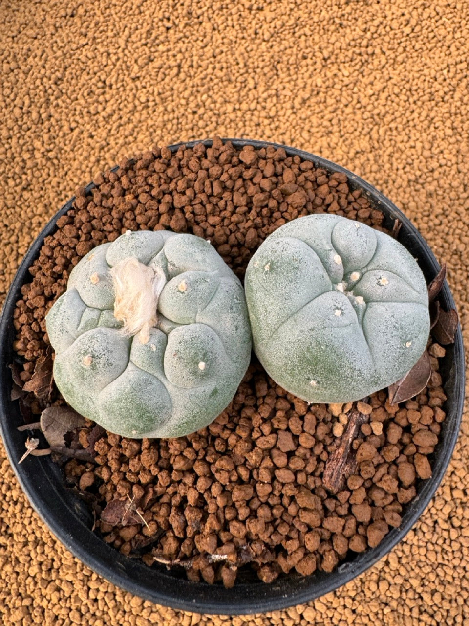 Lophophora Fricii size 5-6 cm own root