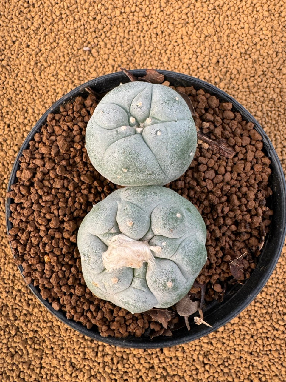 Lophophora Fricii size 5-6 cm own root