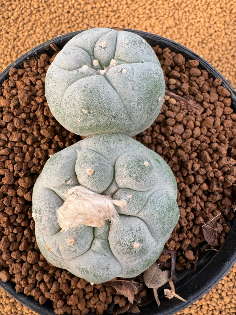 Lophophora Fricii size 5-6 cm own root