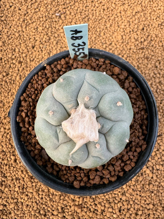 Lophophora Fricii size 5-6 cm own root