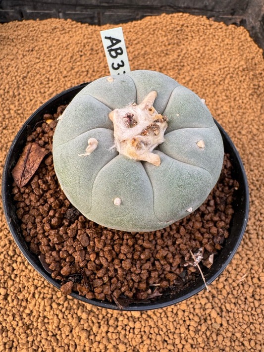 Lophophora Fricii size 5-6 cm own root