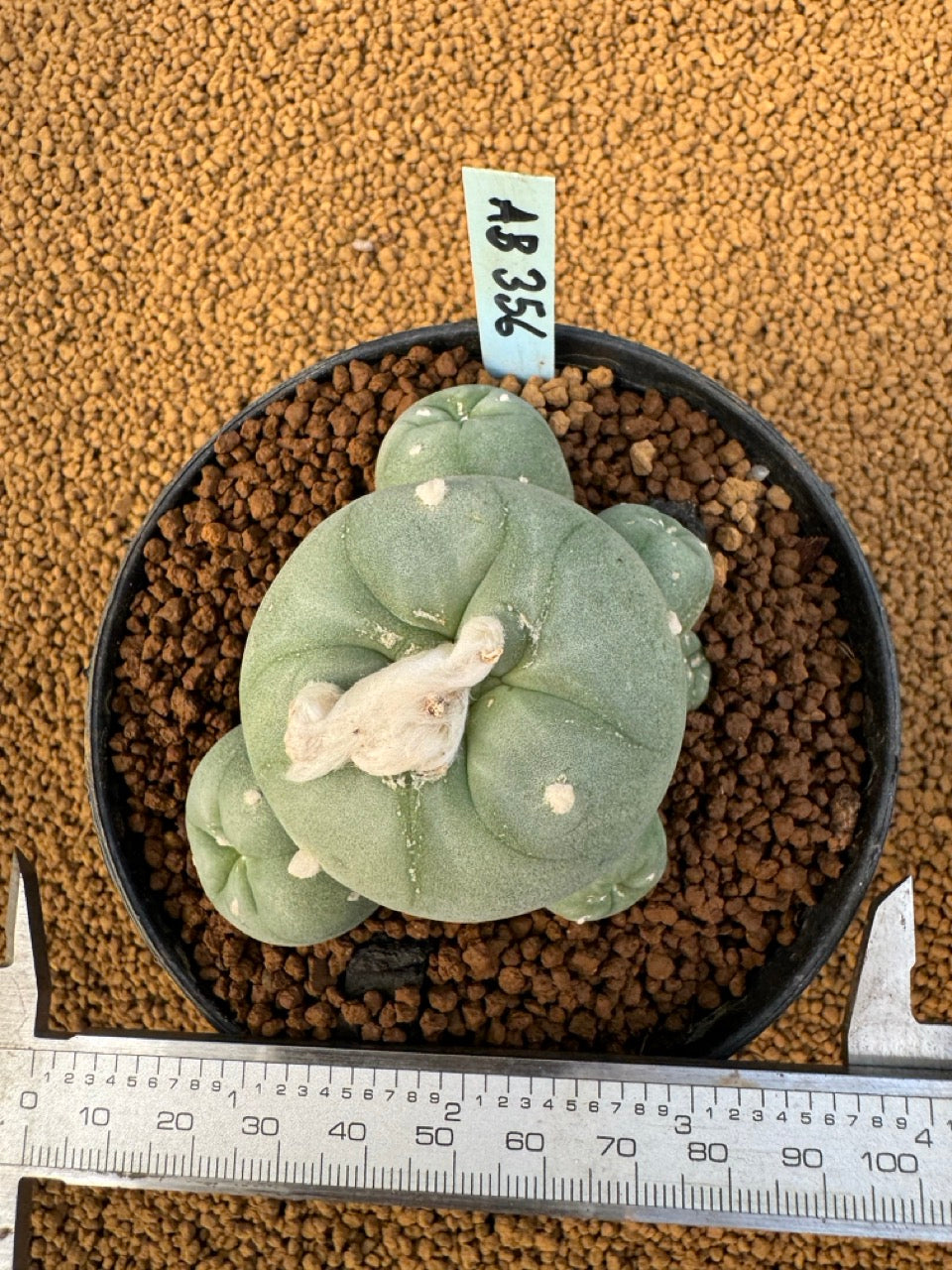 Lophophora Fricii size 5-6 cm own root